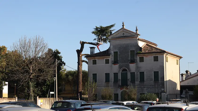 Il taglio degli alberi in Prato della Fiera a Treviso