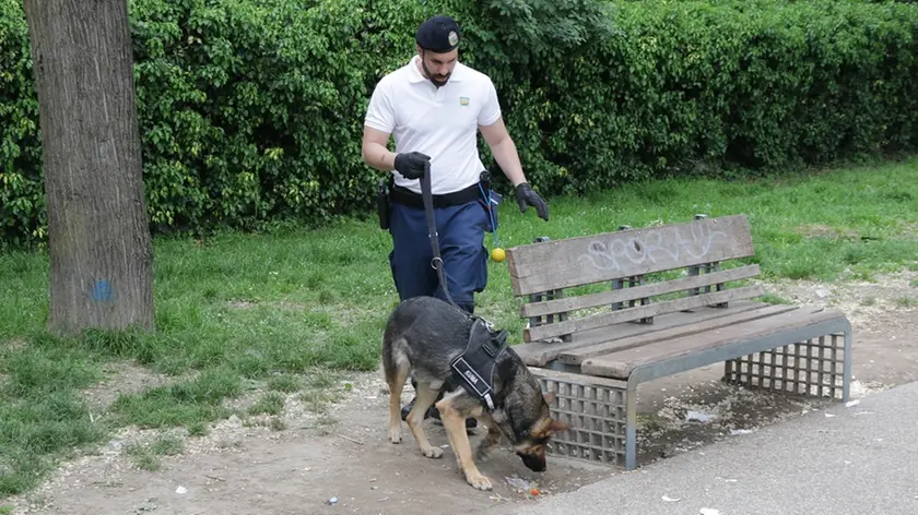 Uno dei cani antidroga in uso alla polizia locale di Mestre durante un controllo in un parco