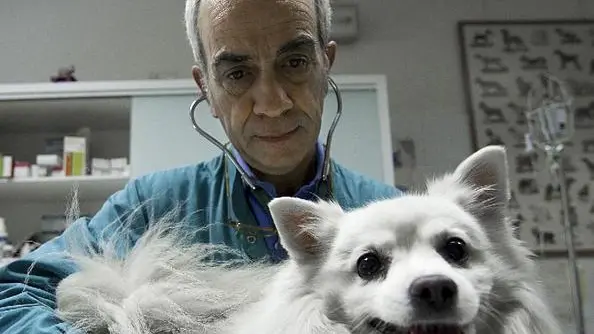20091107 - ROMA - IHTM- INFLUENZA A: OMS ATTENTI AGLI ANIMALI DOMESTICI - Nella immagine un medico visita un cane in un ambulatorio veterinario di Roma, oggi 7 novembre 2009. L'Oms raccomanda un controllo degli animali domestici ( mammiferi e volatili) dopo che il virus ne ha infettati alcuni in Cile e Canada. ANSA/ GUIDO MONTANI/ coc