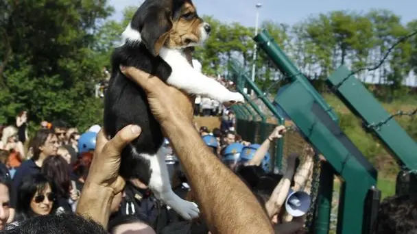 Un cucciolo di Beagle viene messo in salvo da un gruppo di persone che manifestano davanti all'allevamento Green Hill di Montichiari, Brescia, 28 aprile 2012. Un gruppo di animalisti e' entrato nell'allevamento e ha liberato i cuccioli tenuti nelle gabbie facendoli poi passare sopra il filo spinato posto sopra le cancellate della struttura. I cani Beagle sono allevati a Montichiari e destinati alla vivisezione..ANSA/FILIPPO VENEZIA