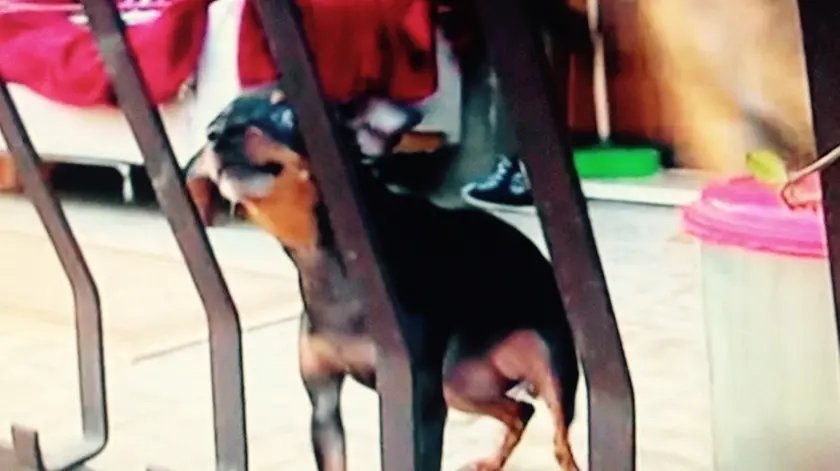 Il piccolo cagnolin che ha dato l'allarme