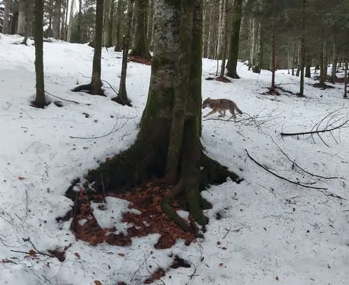 Un altro lupo fotografato dal boscaiolo