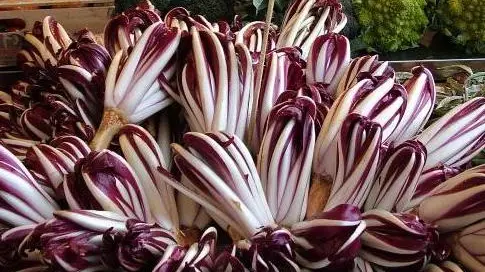 Il vero radicchio rosso di Treviso
