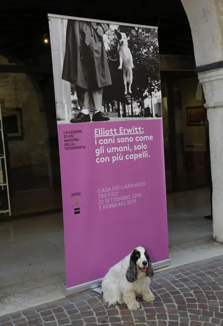 borghesi agenzia fotofilm treviso cani mostra erwitt