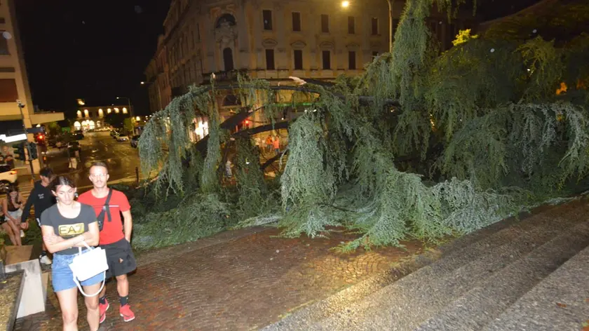 Lo storico pino della Gradinata degli Alpini a Conegliano abbattuto dal vento