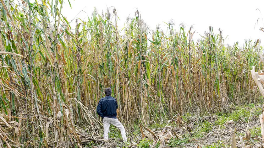 Ferrazza Venegazzu altezza record in un campo di Mais