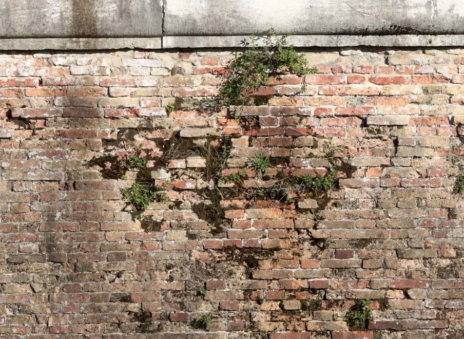 zago agenzia foto film treviso radici sulle mura