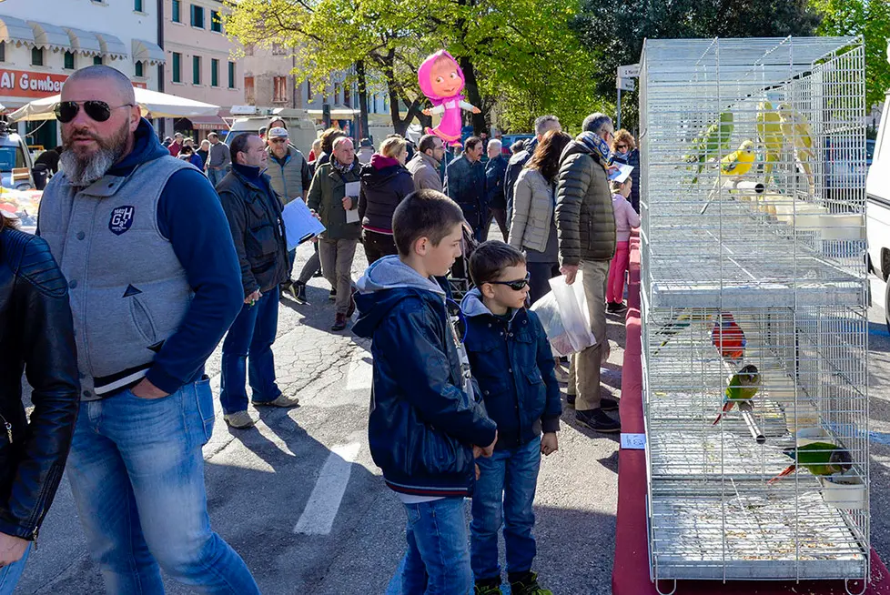 DeMarchi Montebelluna fiera degli uccelli