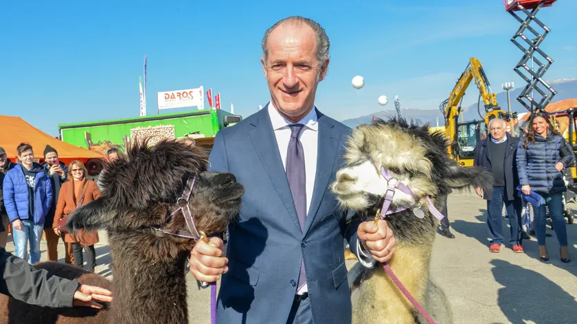 Il presidente Luca Zaia, con gli alpaca all'inagurazione dell'Antica Fiera di Godega