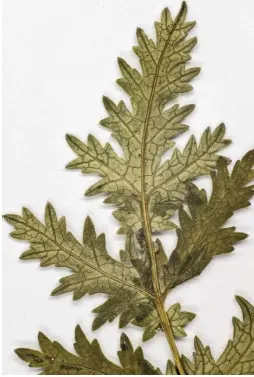 La Filipendula Vulgaris