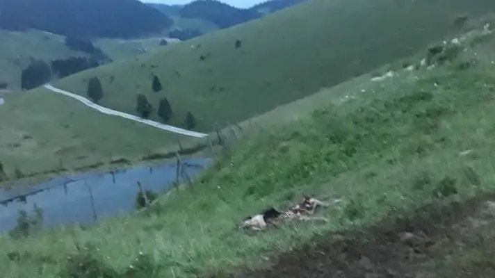 La carcassa di una mucca sbranata dai lupi sul Grappa