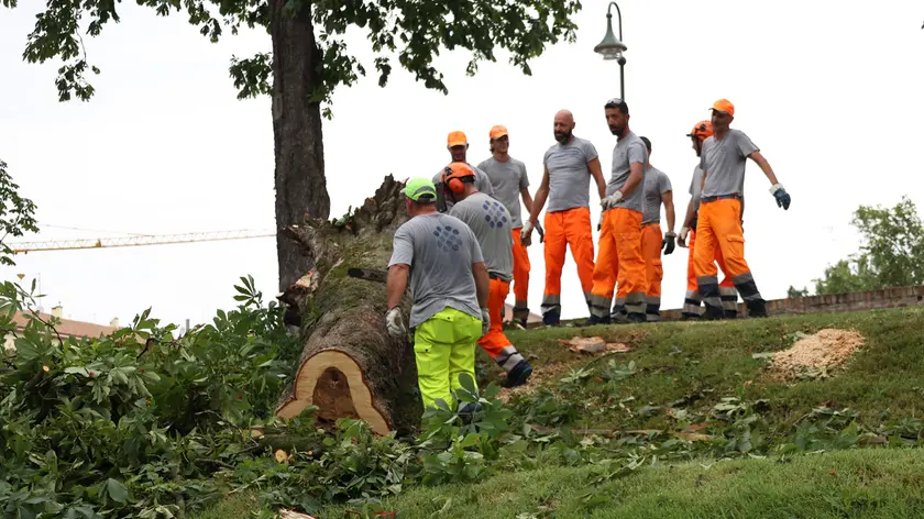 Un intervento per la messa in sicurezza di un albero