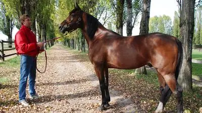 SANTA MARIA DI SALA VE 20071010 SCUDERIA ALLEVAMENTO CAVALLI GINA BIASUZZI. in foto UNO DEI DUE PREPARATORI EDWIN LAGAS CON IL CAVALLO EQUINOX BI (LIGHTIMAGE/LightImage )