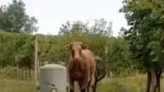 Allegranzi Maser mucca scappa tra le vigne