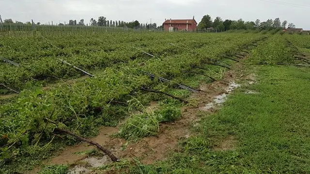 Vigneti a Rovarè stamattina