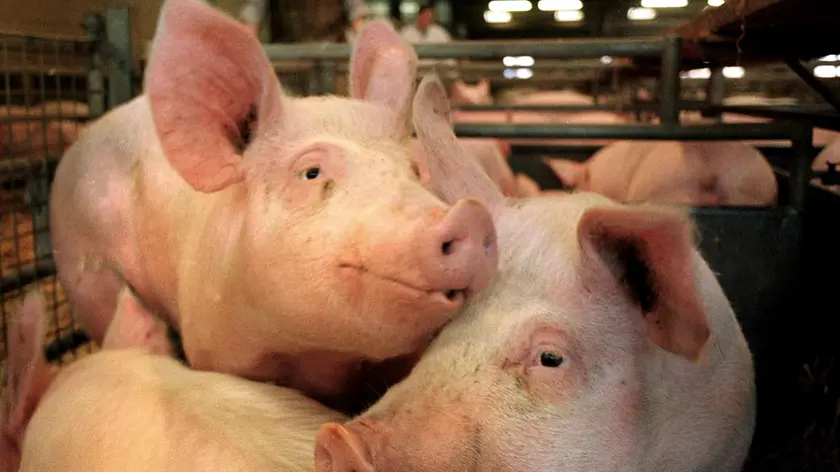 20081207 - ROMA - HTH - SALUTE: MAIALE DIOSSINA; UE CONFERMA,ANCHE ITALIA COINVOLTA. Un allevamento di maiali, in una immagine di archivio. Anche l'Italia risulta nella lista dei Paesi che hanno importato carne di maiali allevati in Irlanda. La conferma e' giunta dai primi riscontri effettuati dagli esperti europei nell'ambito degli accertamenti in corso. I Paesi Ue coinvolti risultano essere nove. A Gran Bretagna, Olanda, Belgio, Francia e Italia si sono aggiunti Germania, Danimarca, Polonia e Svezia. Al di fuori dell'Ue, la carne dei maiali irlandesi e' stata esportata, secondo le stesse fonti, in Svizzera, Usa, Canada, Giappone e Russia...ANSA/DRN