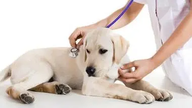 Young female veterinary taking care of a beautiful labrador dog