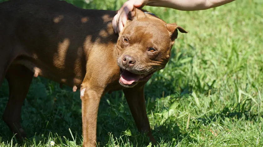 Un pitbull. Una coppia l'ha aizzato contro la cassiera del discount di Conegliano