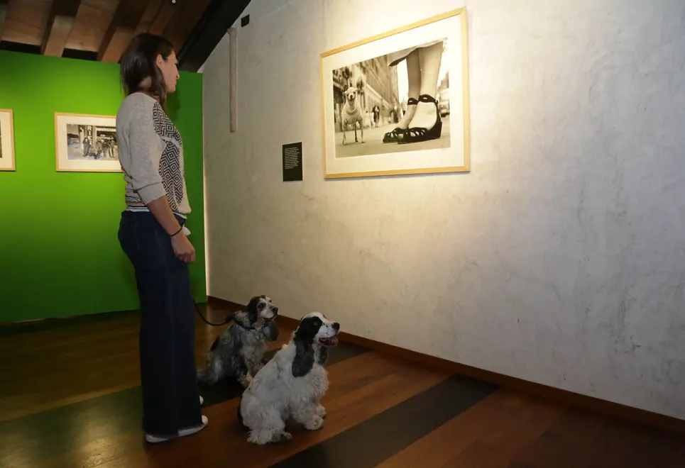 borghesi agenzia fotofilm treviso cani mostra erwitt