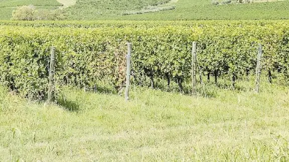 Un vigneto sulle colline dell’Alta Marca. “A ruba”i pali di sostegno