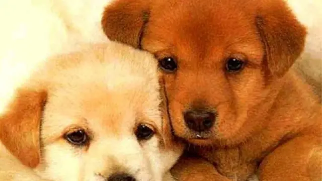 Due cuccioli nati da poche settimane