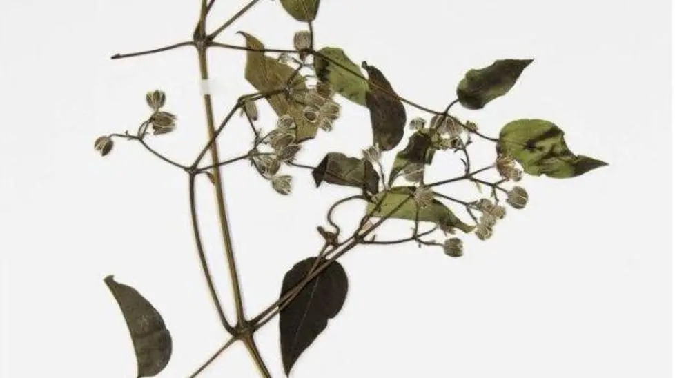 Clematis vitalba