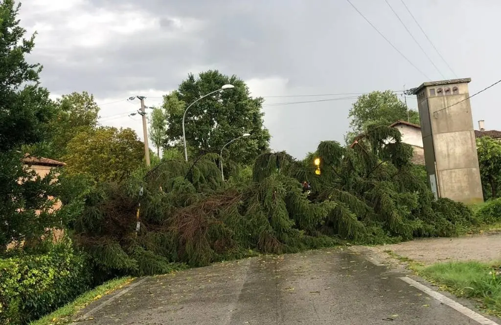 Alberi caduti in strada a San Biagio