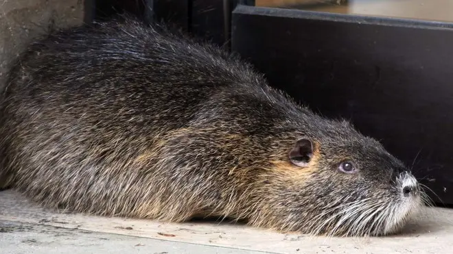 DE WOLANSKI TREVISO NUTRIA IN PROFUMERIA GATTI IN P. DEL GRANO