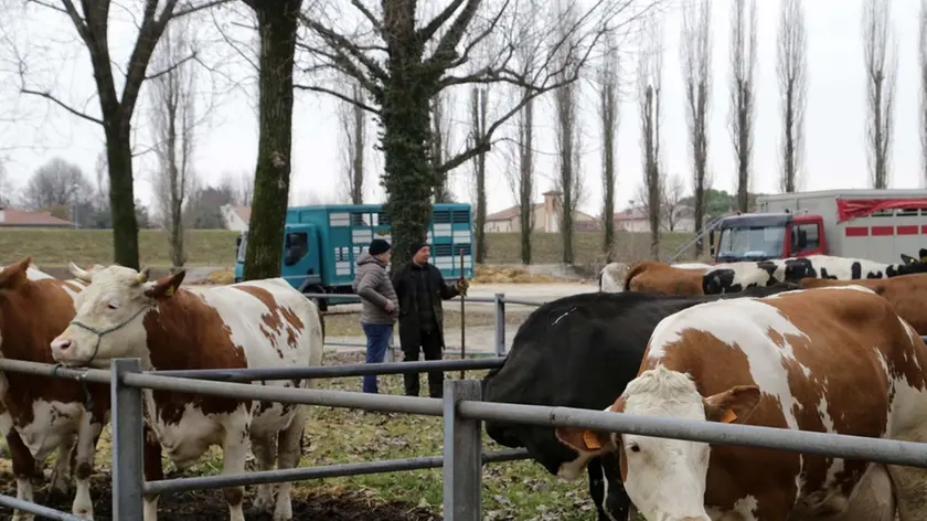Ferrazza agenzia foto film oderzo mercato bovino foro boario