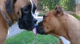 Due splendidi esemplari di boxer come la vittima del cesareo