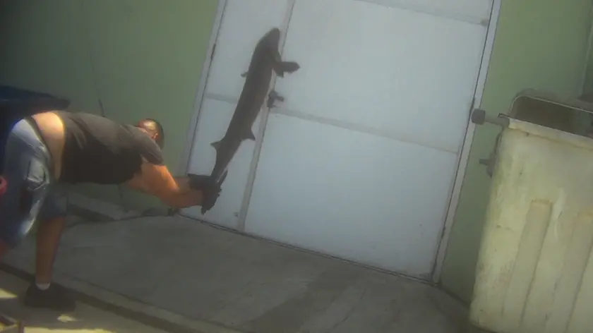 Un frame del video diffuso dagli animalisti