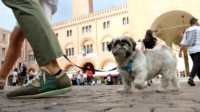 Cagnolini a passeggio per piazza dei Signori in centro a Treviso