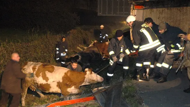 MARCON 16/11/2005 Tangenziale direzione Mestre chiusa al traffico causa incidente tra un camion di bovini e un camion trasporto latte (C) Bertolin Matteo richiesto da SCATTOLIN MARCON 16/11/2005 Tangenziale direzione Mestre chiusa al traffico causa incidente tra un camion di bovini e un camion trasporto latte