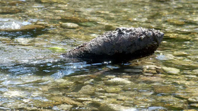 bigolino bomba sul piave