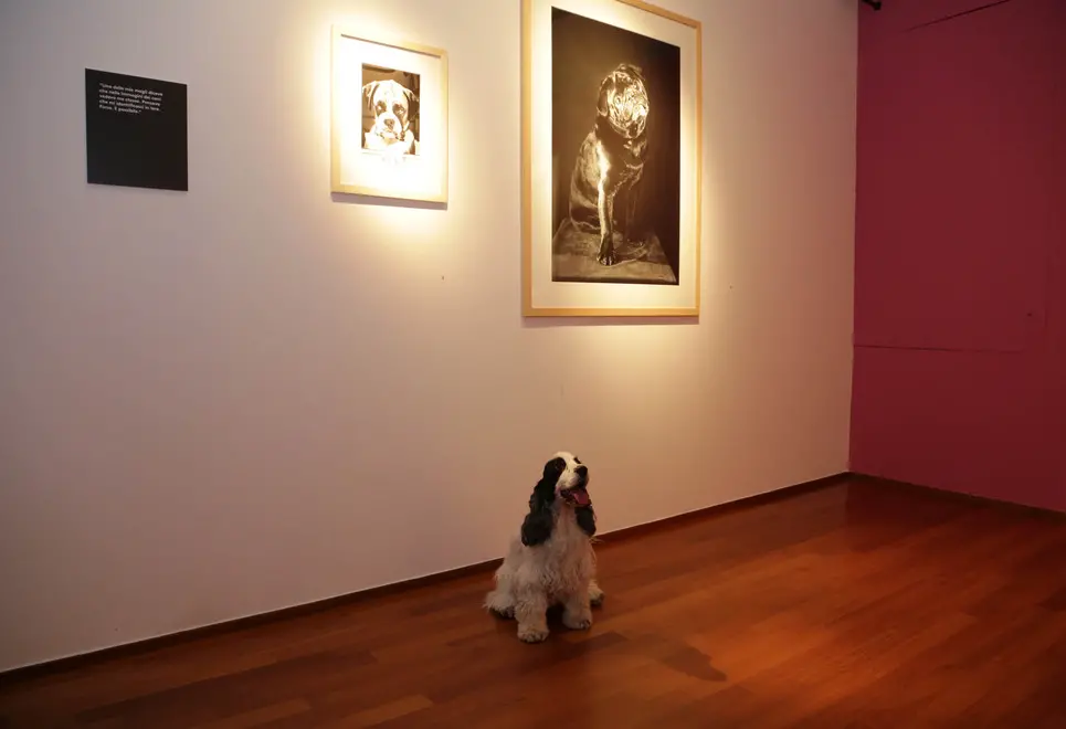 borghesi agenzia fotofilm treviso cani mostra erwitt