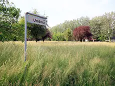Ferrazza Castelfranco verso le elezioni 2015 problemi nei quartieri VIALE ITALIA erba alta