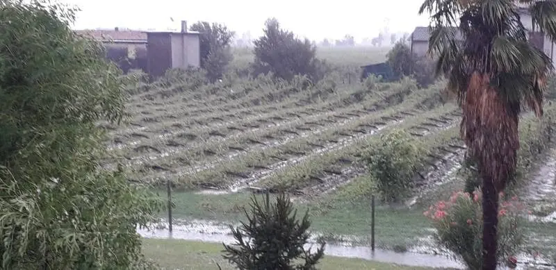Vigneti piegati dal maltempo in zona San Biagio
