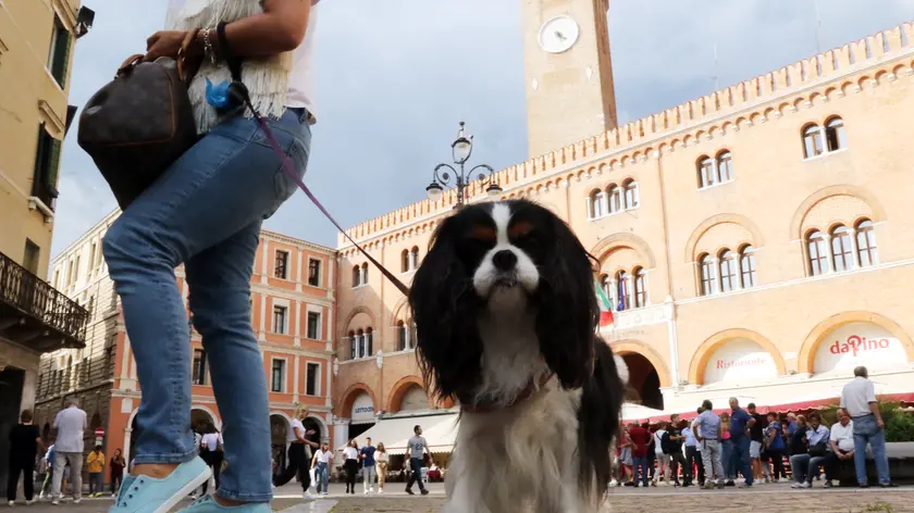 TOME . AG.FOTOFILM TREVISO . CANI IN CITTA'