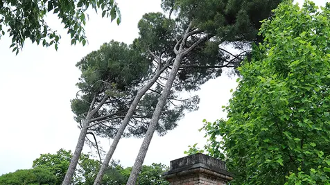 Poloni Montebelluna alberi pericolanti e pericolosi pini parchetto Legrenzi