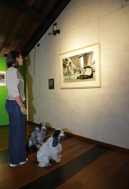 borghesi agenzia fotofilm treviso cani mostra erwitt