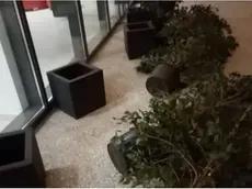 Piante rovesciate dai vandali nella sede della scuola elementare