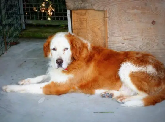 ASTERIX. Maestoso. Meticcio color bianco/rosso entrato in canile ad agosto del 2008. Sterilizzato. Troppi anni di reclusione in canile gli hanno fatto perdere la fiducia nell'uomo. Da seguire con educatore.