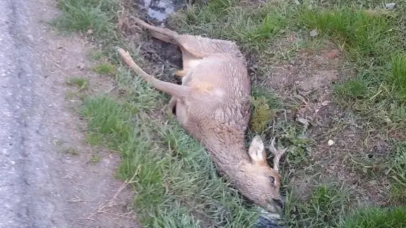 Capriolo morto a bordo strada