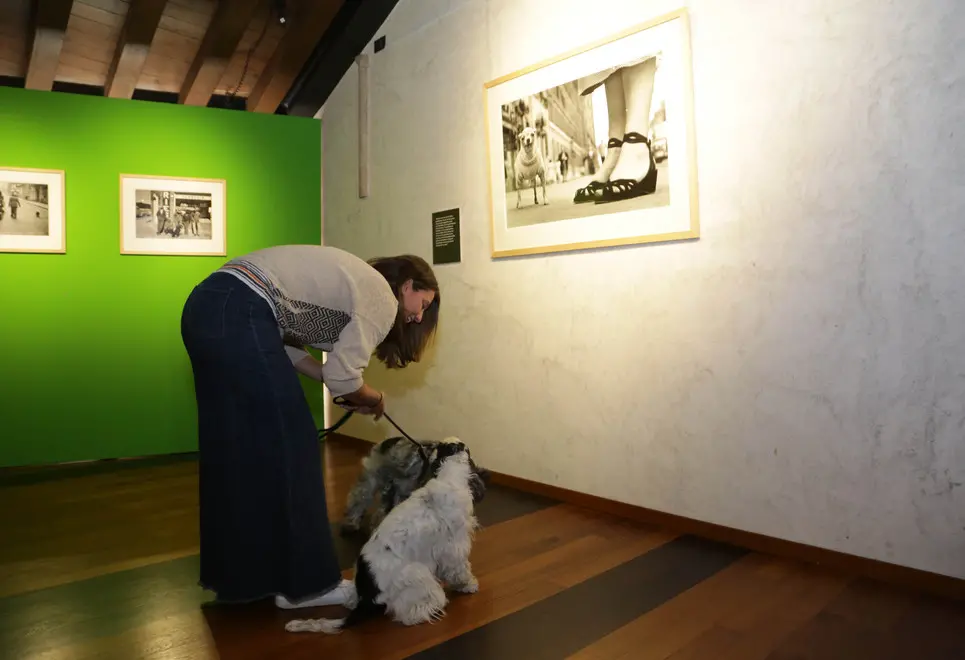borghesi agenzia fotofilm treviso cani mostra erwitt
