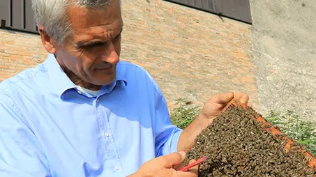Poloni Nervesa localitÃ Santi Angeli inizio vendemmia con ass. reg. Federico Caner