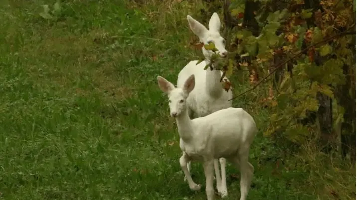 Bianchino con la mamma Bianchina (foto Gruppo Fototrappolaggio Treviso, da facebook)