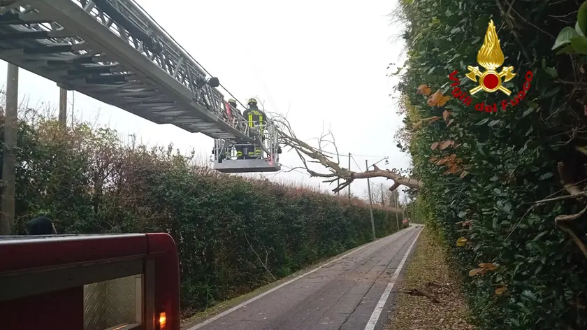 Vigili del fuoco al lavoro con l'autogru per rimuovere un albero pericolante abbattuto dal vento