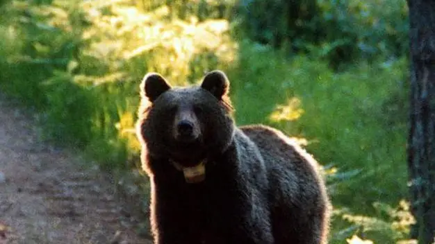 (ARCHIVIO) Un orso in Trentino, in una immagine di archivio. ANSA/UFF STAMPA PAT ++NO SALES, EDITORIAL USE ONLY++
