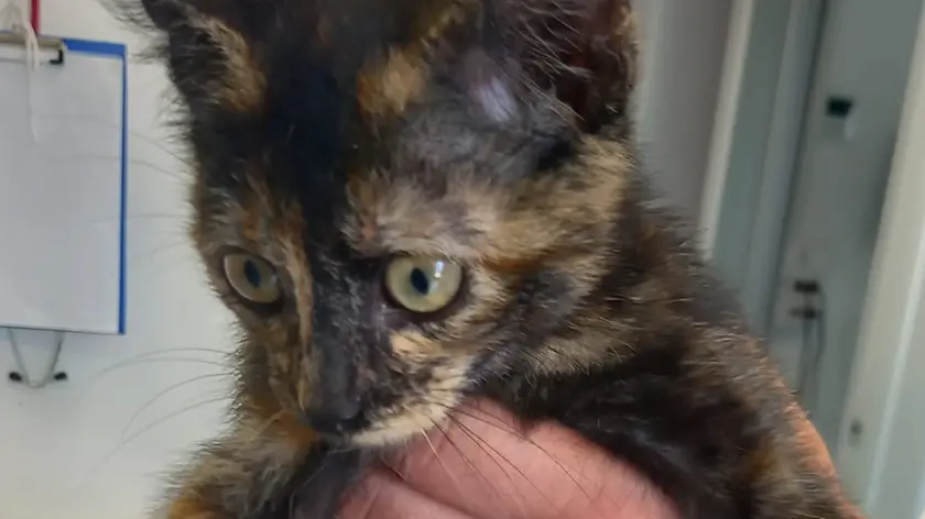 La gattina trovata in un sacchetto lungo il Monticano a Oderzo