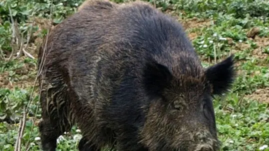 Un cinghiale selvatico